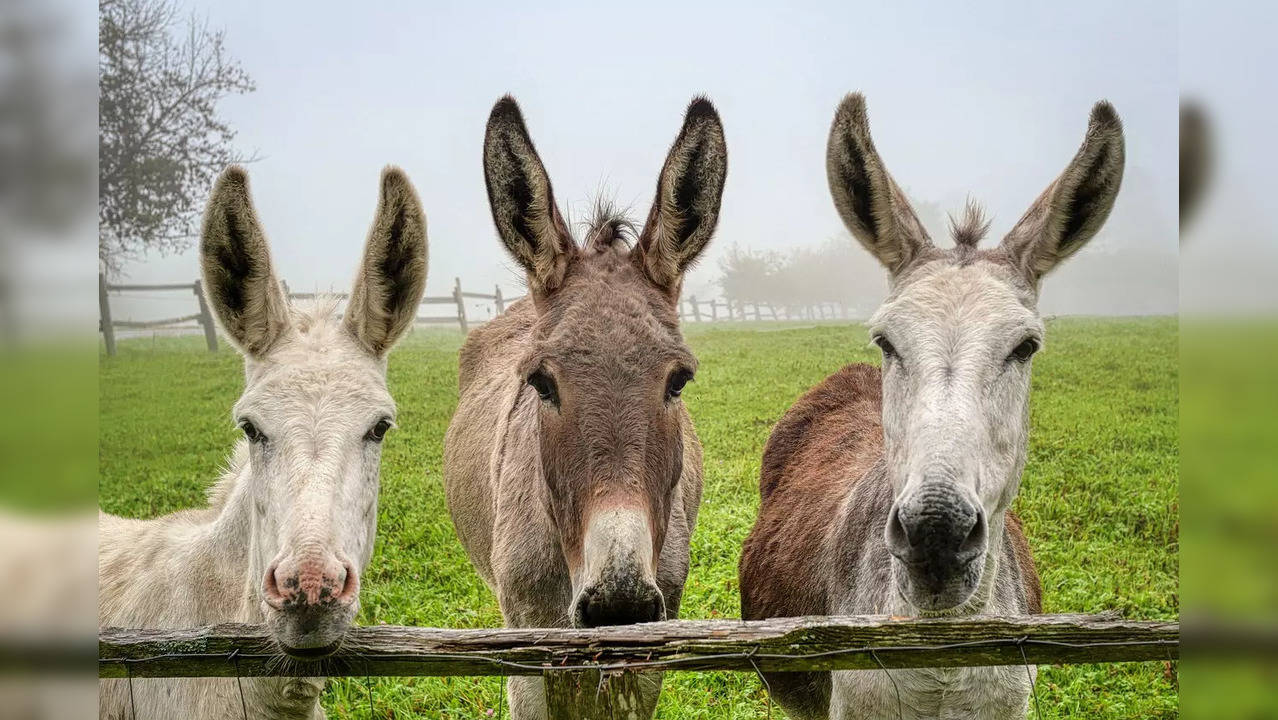 The population of donkeys has significantly increased in Pakistan