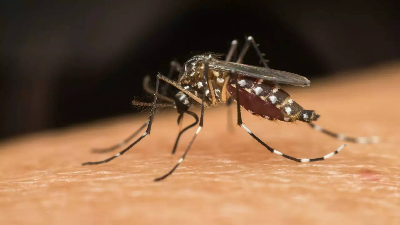 Dengue Cases Europe: EU Sees Surge In Dengue Cases; Tips To Keep Yourself Protected