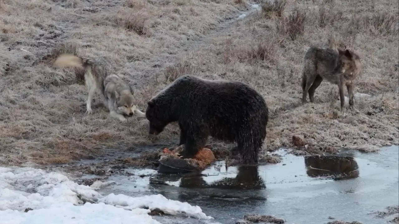 A pack of wolves surround a grizzly bear feeding on a carcass in the Yellowstone. | Trevor Laclair