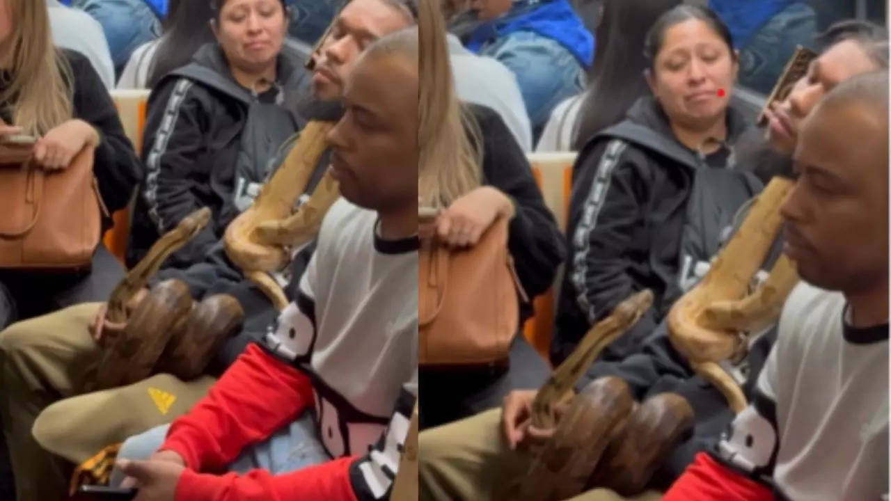 Man Carrying Snakes on Public Transport Sparks Safety Concerns and Viral Debate