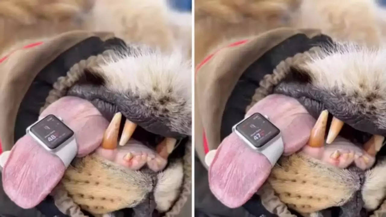 apple watch to lions tongue for measure heart rate