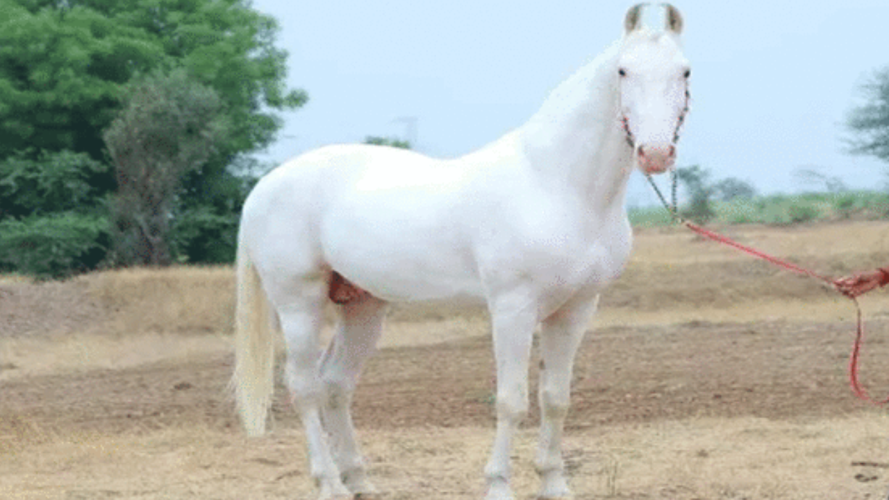 tallest Horse sikandar