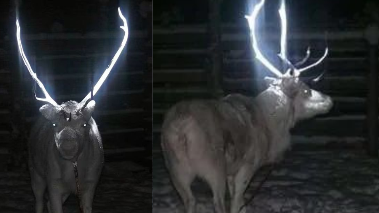 Antlers of reindeer painted with reflective paint