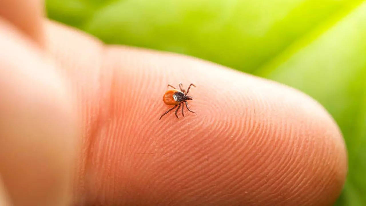 Tick borne diseases in the US rise