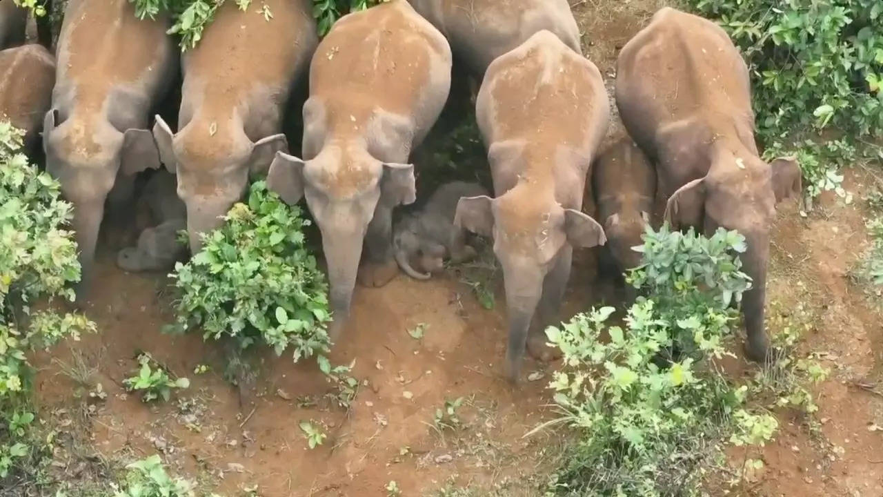 Two elephant calves sleep while adult females of the herd keep a watch. | Courtesy: Susanta Nanda/X