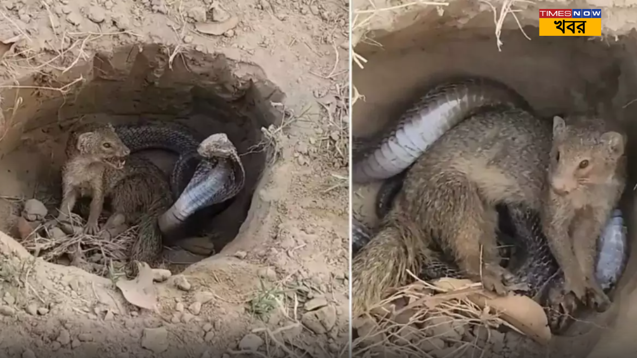 snake and mongoose viral video