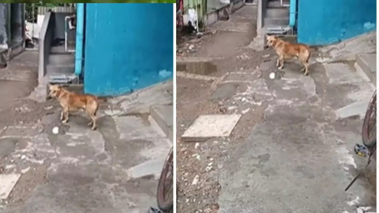 6-Year-Old Injured In Chennai After Stray Dog Attack | Times Now