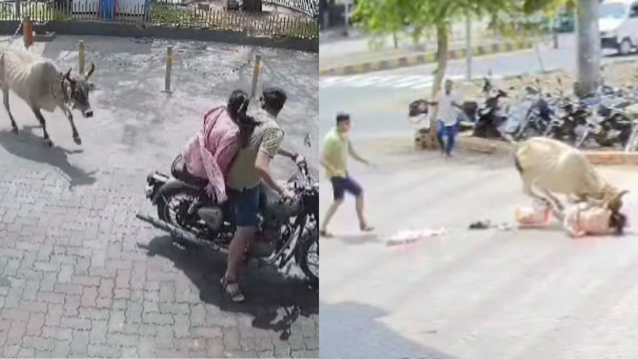 VIDEO | Stray Cow Chases Couple On Bike, Drags Woman On Road