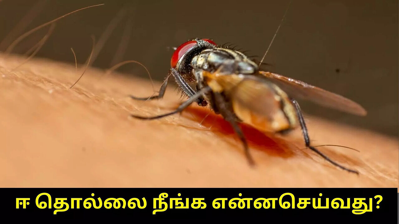 வீட்டில் ஈ தொல்லை நீங்க இதை மட்டும் செய்யுங்க போதும்! | Times Now Tamil