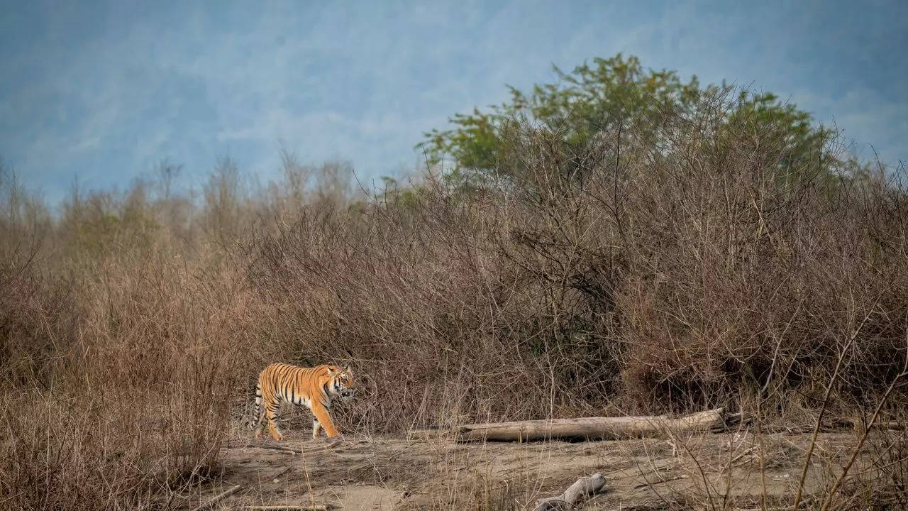 Ranipur Tiger Reserve