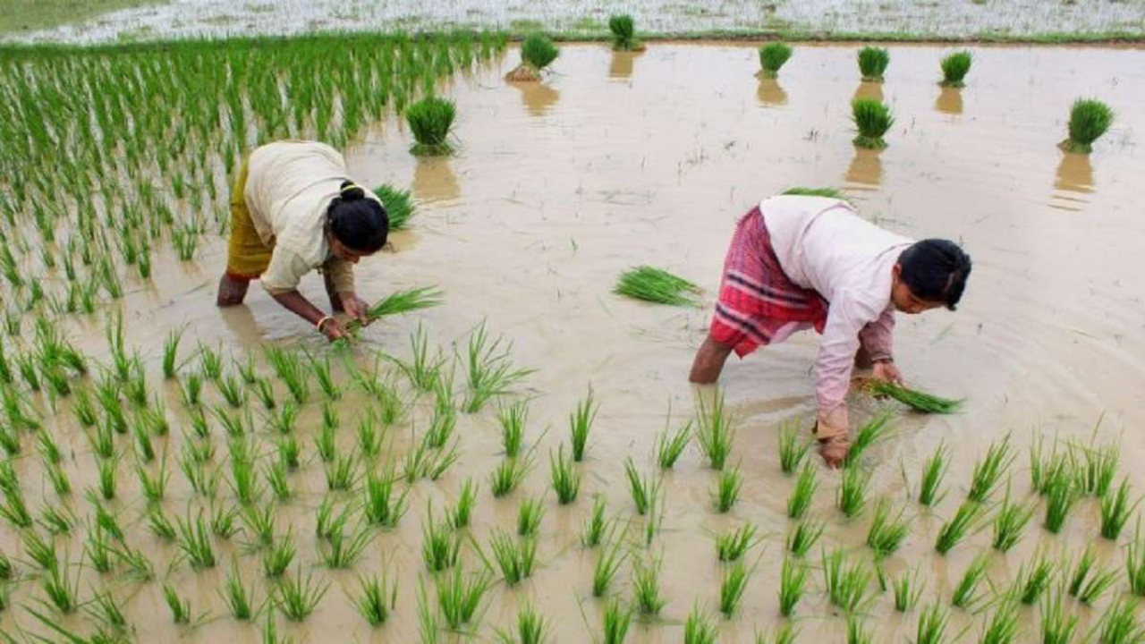 msp for 14 kharif season crops increased, 50pc more than production cost | details