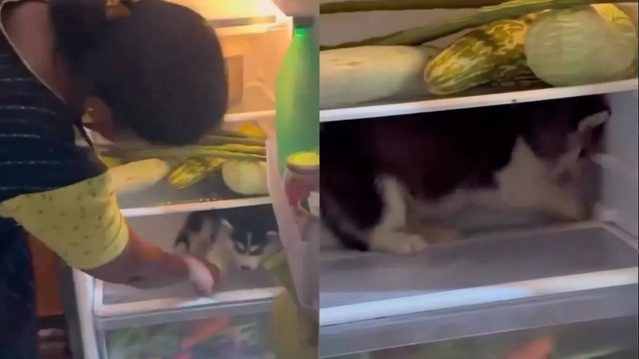 siberian husky ban calls grow louder after puppy refuses to come out of fridge