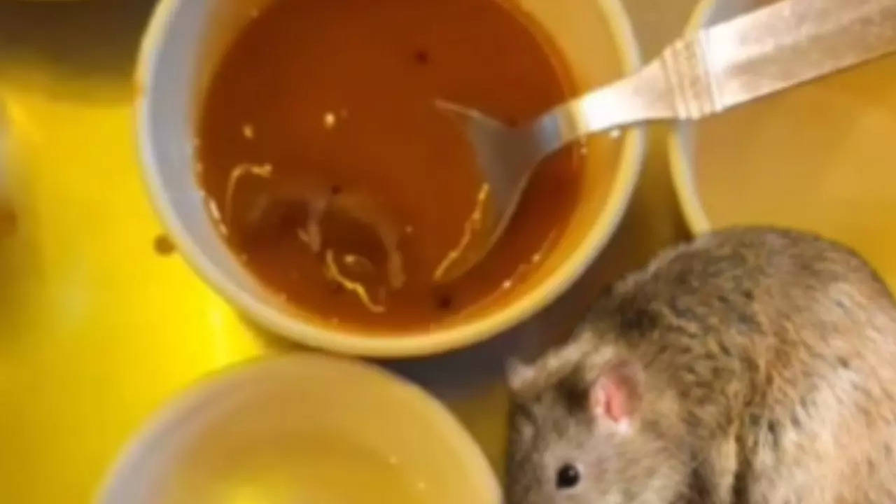 dead rat found in sambar at popular ahmedabad eatery sparks public outrage. video