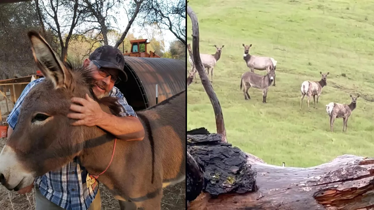 A hunter spotted Diesel the donkey grazing with an elk herd near Sacramento. | Max Fennell