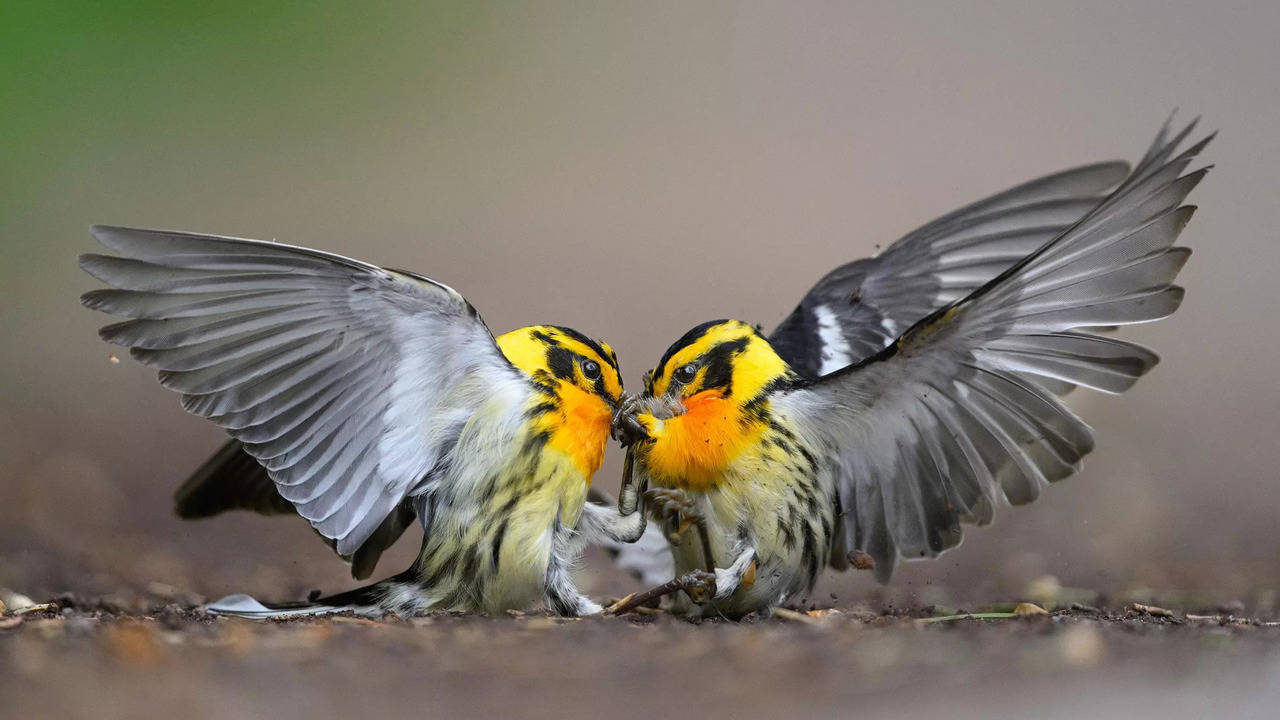 2024 audubon photography awards: incredible winning shots of birds in action