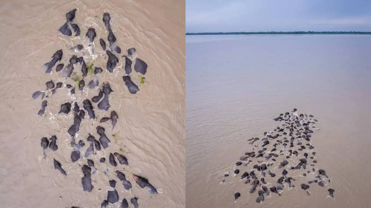 An elephant herd swims across Brahmaputra river, in Jorhat, Assam. |  Sachin Bharali/Instagram