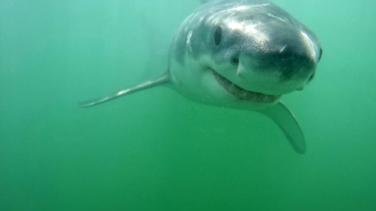 A baby great white shark near New Brighton State Beach swims toward a GoPro camera in June 2024.