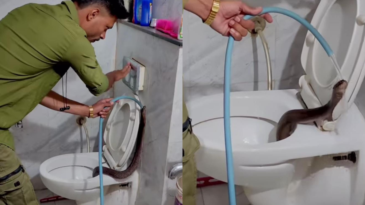 watch | cobra found inside toilet commode in indore, internet calls it 'worst nightmare'