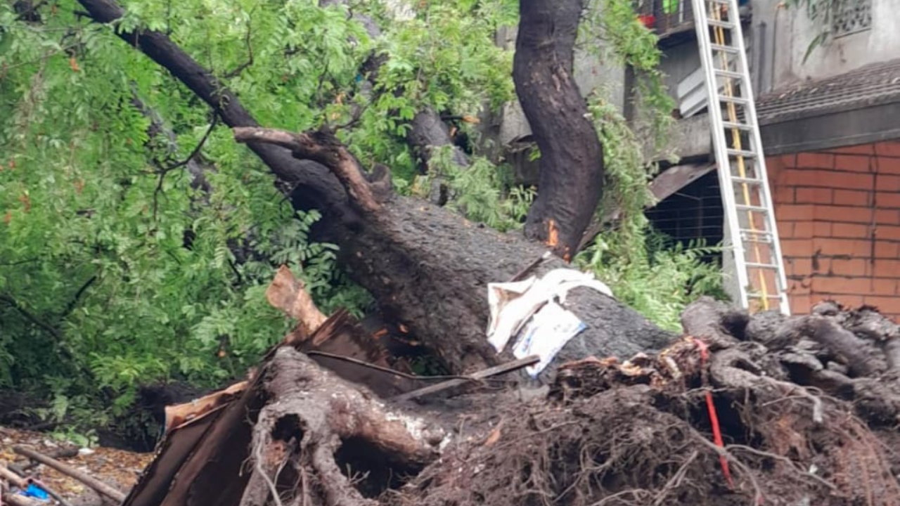 A Tree Fell In Palghar's Virar In Mumbai, Two Days Later A Dead Body Was Found Underneath