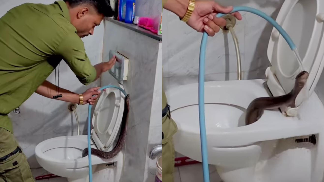 Snake Inside Toilet