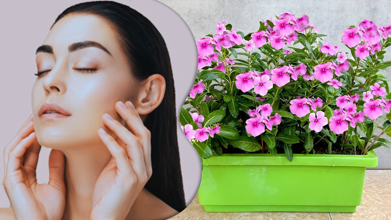 sadabahar or periwinkle flower diy face pack for glowing and beautiful skin