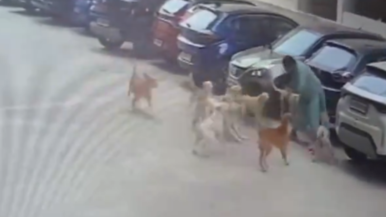 video hyderabad woman attacked by 15-20 dogs animal 2 minutes of horror
