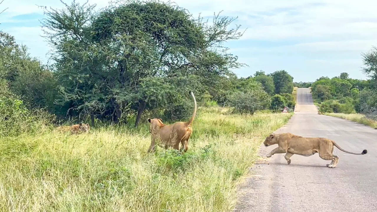 An old hyena gives itself up to two lionesses in Kruger National Park. | Latest Sightings