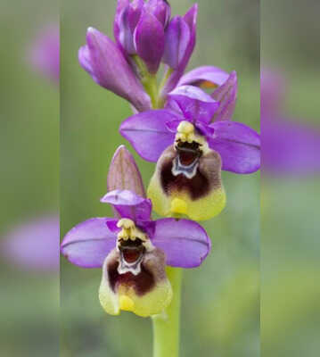 7 Plants That Resemble Animals