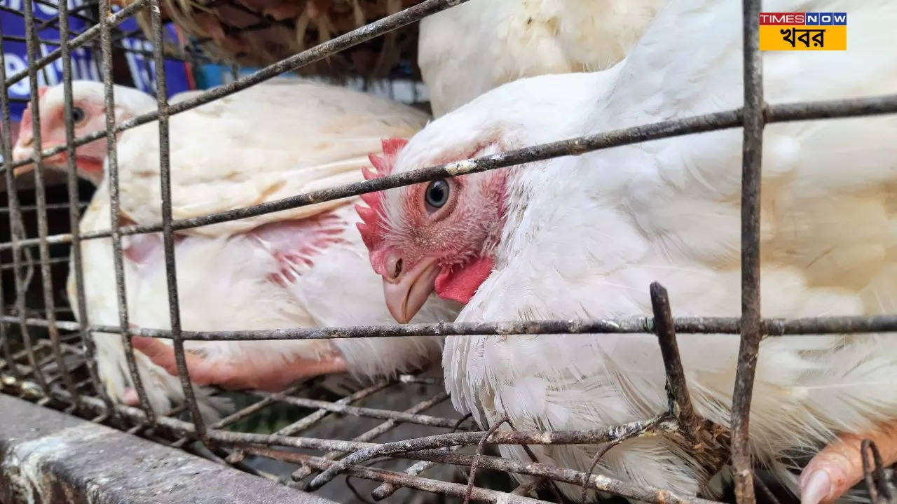 Chicken Meat Buying Tips some shopkeepers follow illegal way to selling chicken