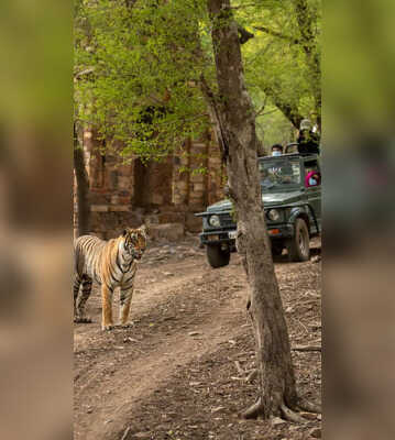Unforgettable Wildlife Safari Experiences In India