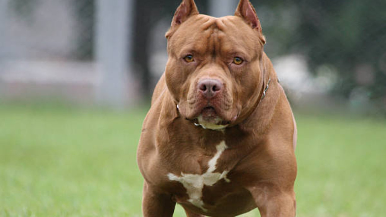 Representative Image: Pitbull Dog