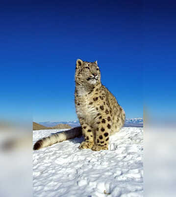 Snow Leopard to Himalayan Griffon 5 Animals Found Above Treeline
