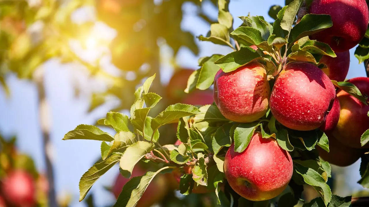 Know How Apples Can Help To Reduce Cholesterol Levels