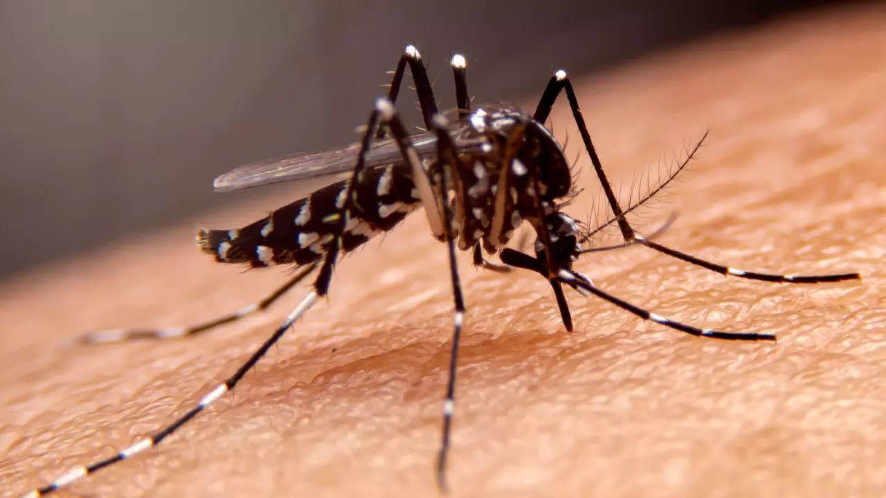 Bangalore Reports Over 1000 Dengue Cases