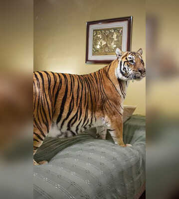 1839 Awards Color Photography Contest Sensational Winning Images of Animals