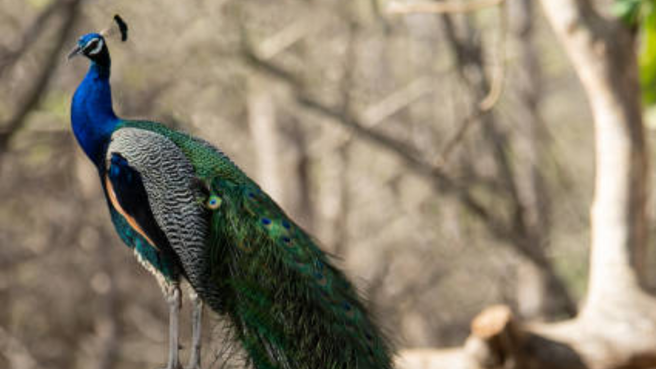 27 Peacock Deaths Were Reported In Delhi (Representative Image)