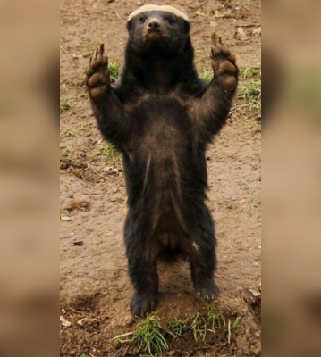 Animals That Can Kill Snakes