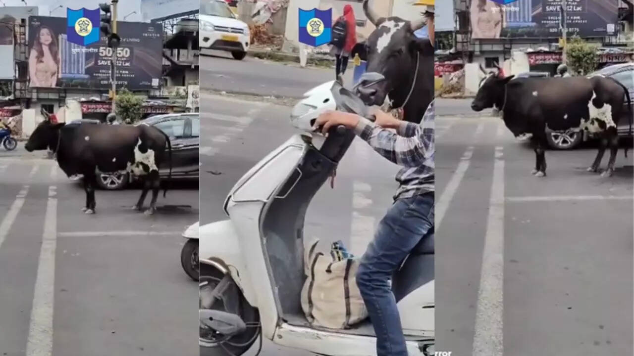‘moo-ve’ safely! cow waits patiently on red light, pune police shares video to spread awareness-see post