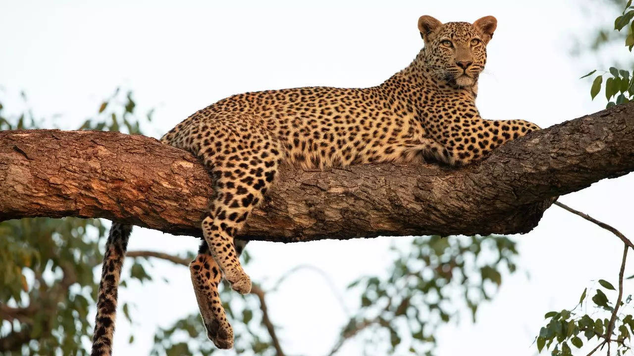 You Can Now Take A Leopard Safari At Bengalurus Bannerghatta Biological Park Credit Canva