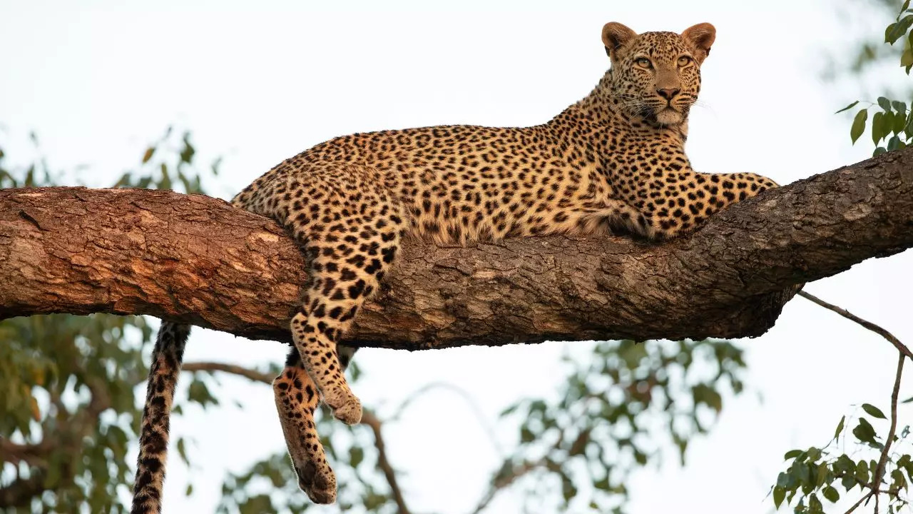 You Can Now Take A Leopard Safari At Bengaluru’s Bannerghatta Biological Park. Credit: Canva