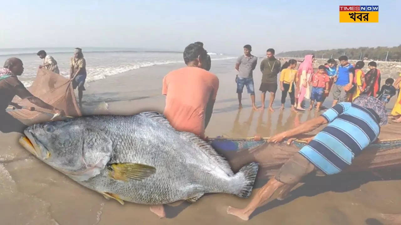 Digha huge size telia bhola fish capture in digha worth more than 2 lakhs