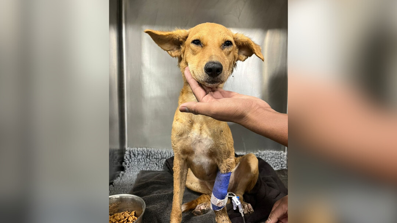 ratan tata's heartfelt insta post seeks mumbai's help in finding blood donor for a stray dog