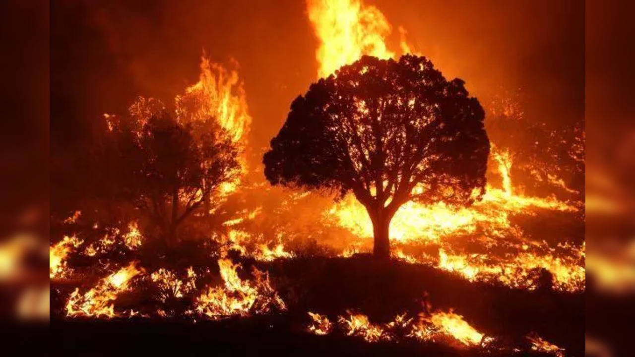 Phoenix Wildfires