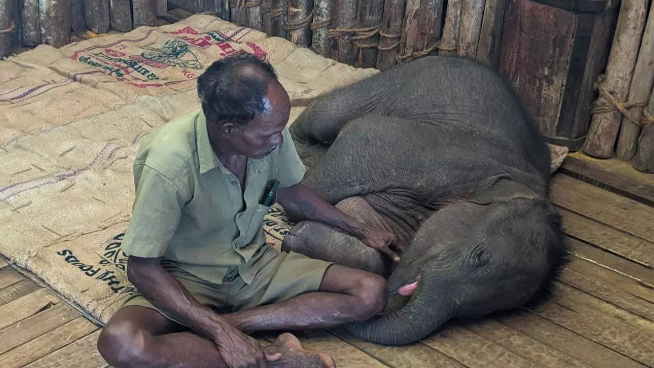  கோவையில் மீட்கப்பட்ட குட்டி யானை திடீரென உயிரிழப்பு.. 