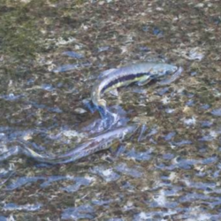 Periyar River Near Kochi Turns Black Triggers Protests over Mass Fish Death Private Firm Booked