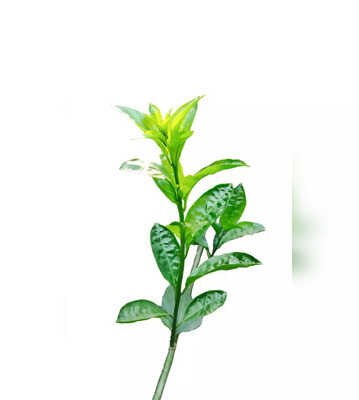 Lesser Known Health Benefits Of Basil Leaves