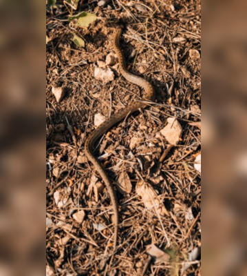 6 Plants That Draw Snakes