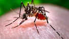 Bengaluru Records First Dengue Death This Year