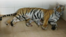 Tigress Gives Birth To 3 Cubs In Gwalior Zoo Total Population Reaches 9 VIDEO