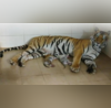 Tigress Gives Birth To 3 Cubs In Gwalior Zoo Total Population Reaches 9 VIDEO